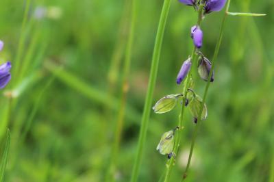 Polygala commun