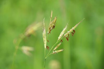 Brome érigé