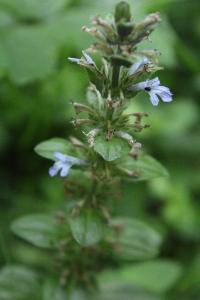 Bugle rampante