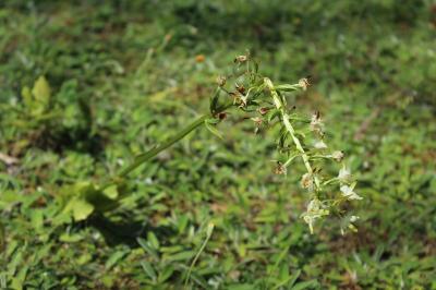 Orchis verdâtre