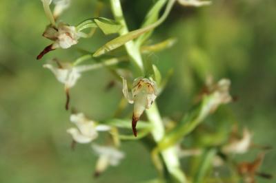 Orchis verdâtre