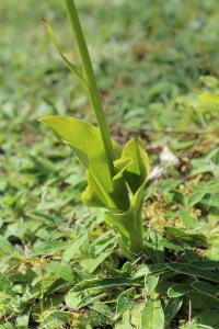 Orchis verdâtre