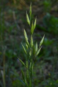 Brome mou