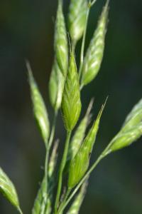 Brome mou
