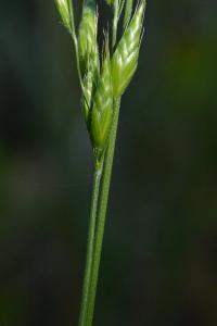 Brome mou