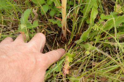 Orobanche de la picride