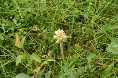 Orobanche de la picride