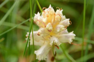 Orobanche de la picride