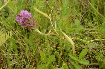 Orchis pyramidal