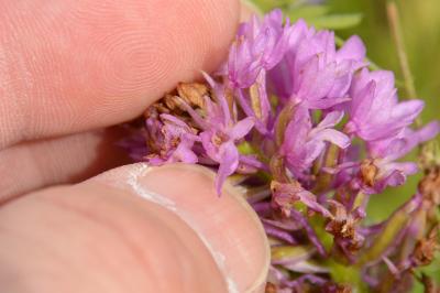 Orchis pyramidal