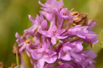 Orchis pyramidal