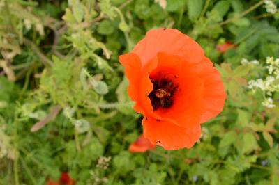 Coquelicot