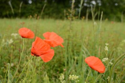Coquelicot