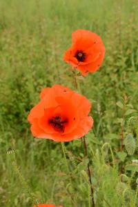 Coquelicot