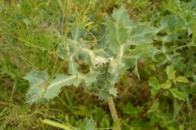 Panicaut champêtre, Chardon Roland
