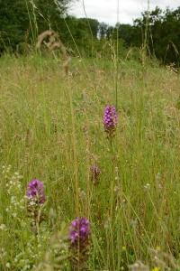 Orchis pyramidal
