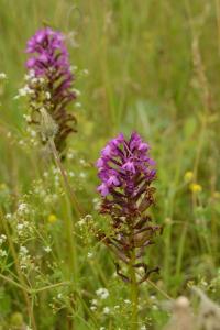 Orchis pyramidal