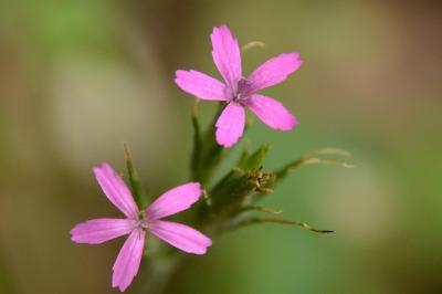 Oeillet velu