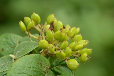 Viorne mancienne