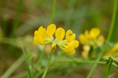 Hippocrepis à toupet