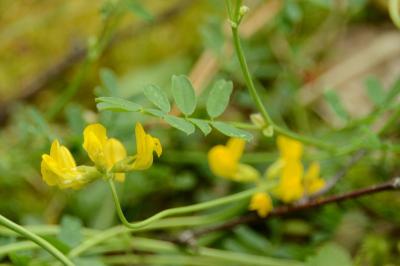Hippocrepis à toupet