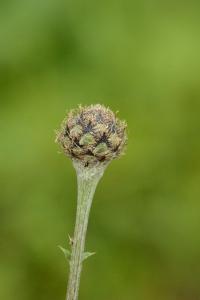 Centaurée scabieuse