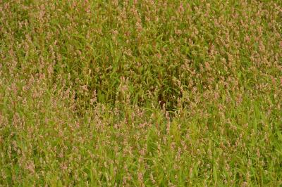 <i>Persicaria</i>