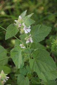 Guimauve officinale