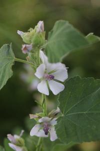 Guimauve officinale