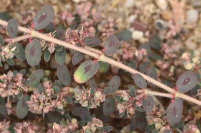 Euphorbe maculée