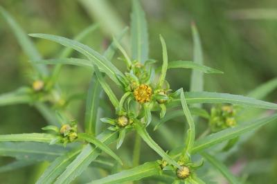 Bident trifolié