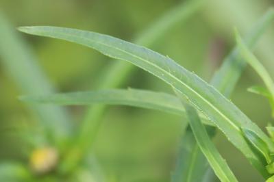 Bident trifolié