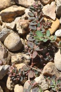 Euphorbe maculée