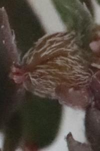 Euphorbe maculée