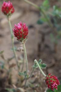 <i>Trifolium incarnatum var. incarnatum</i>