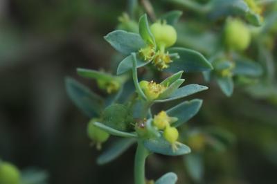 <i>Euphorbia exigua</i>