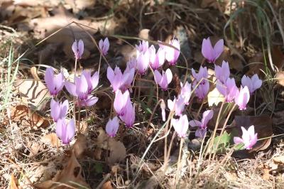 Cyclamen à feuilles de lierre