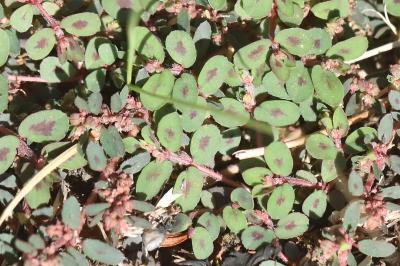 Euphorbe maculée