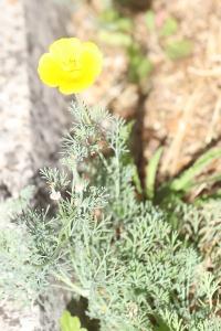 Pavot de Californie