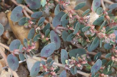 Euphorbe maculée