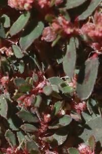 Euphorbe maculée