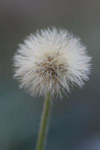 Piloselle