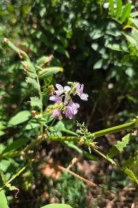 Lilas d'Espagne