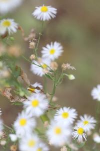 Vergerette annuelle