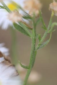 Vergerette annuelle