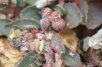 Euphorbe maculée
