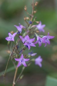 Campanule raiponce