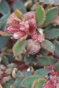 Euphorbe maculée