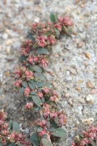 Euphorbe maculée