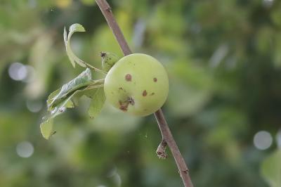 Pommier cultivé